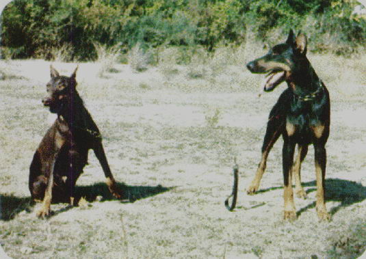 CELO Y ACOPLAMIENTO DEL PERRO